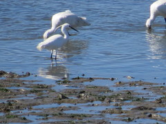 Platalea leucorodia