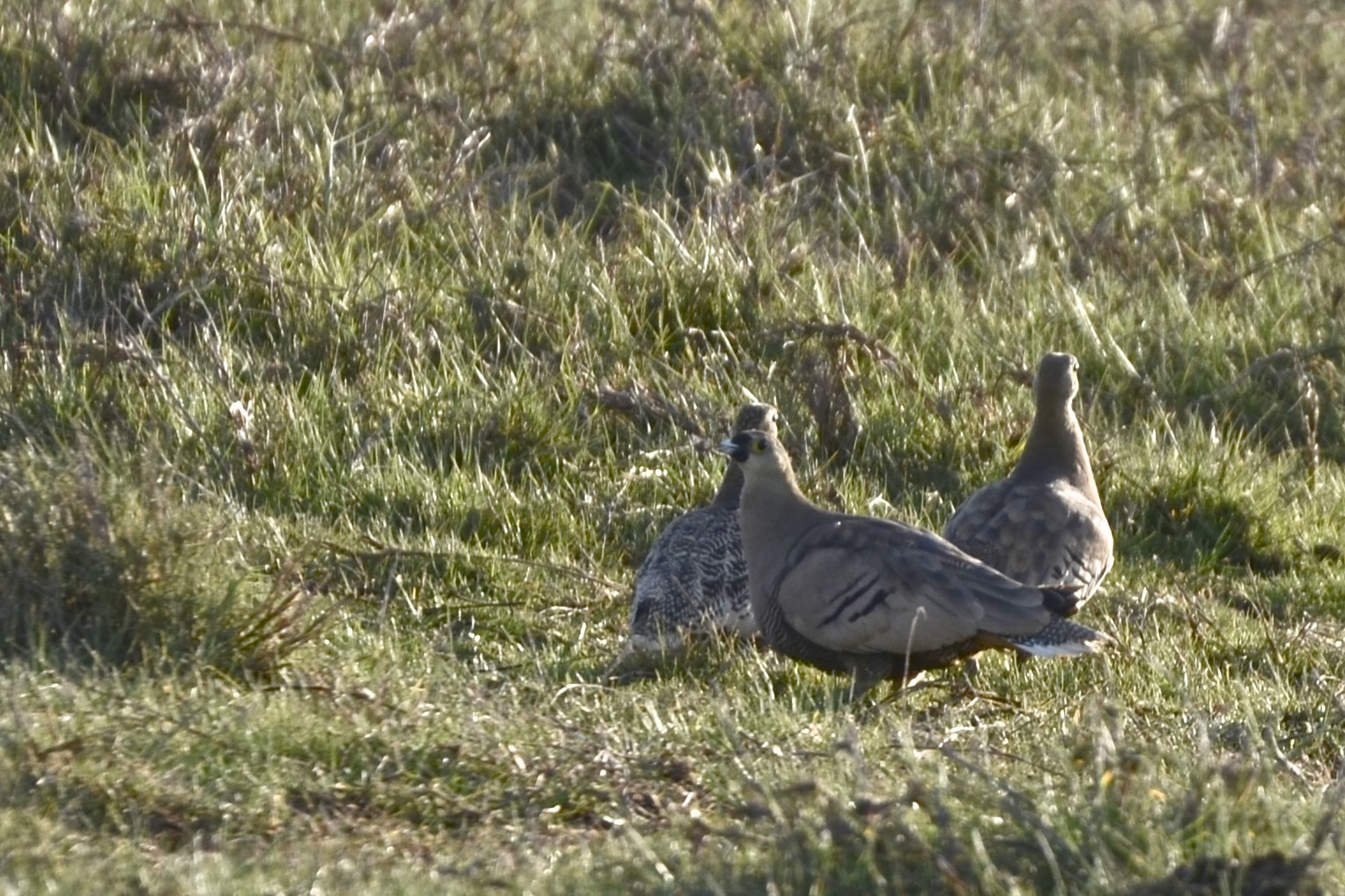 Madagascar Sandgrouse (Pterocles personatus), photo 8