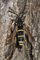 Paranthrene tabaniformis