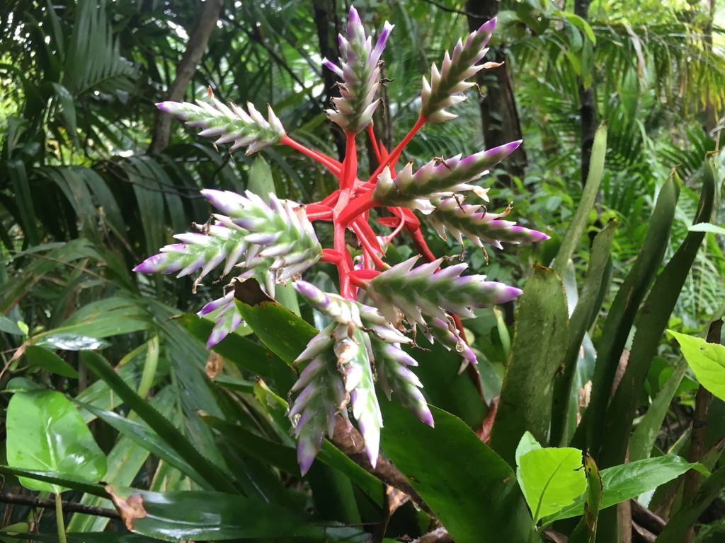 Aechmea dichlamydea