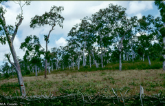Eucalyptus alba
