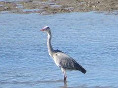 Ardea cinerea