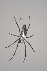 Trichonephila inaurata