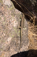 Archaeolacerta bedriagae