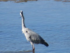 Ardea cinerea