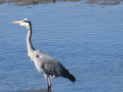 Ardea cinerea