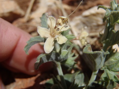 Tetraclea coulteri