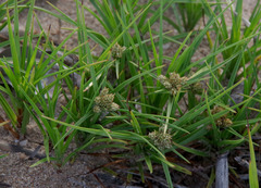Cyperus pedunculatus