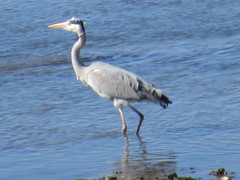 Ardea cinerea