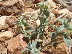 Tetraclea coulteri