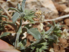Tetraclea coulteri