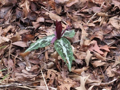 Trillium underwoodii