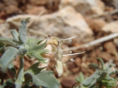 Tetraclea coulteri