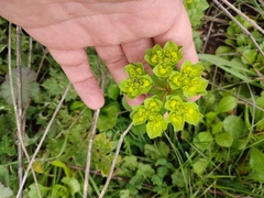 Euphorbia pterococca