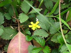 Potentilla simulatrix