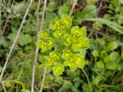 Euphorbia pterococca