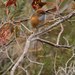Southern Emuwren - Photo (c) Aaron Maizlish, some rights reserved (CC BY-NC)