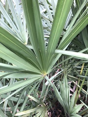 Serenoa repens
