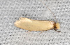 Edosa ochracea