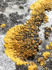 Variospora