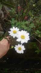 Asteraceae