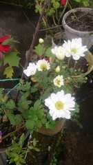 Asteraceae