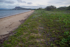 Cyperus pedunculatus