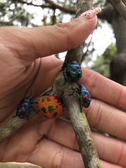 Tectocoris diophthalmus