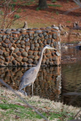 Ardea herodias herodias
