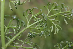 Ferula melitensis