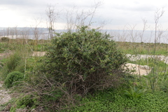 Periploca laevigata angustifolia