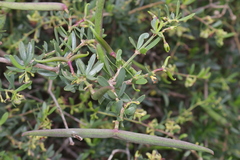 Periploca laevigata angustifolia