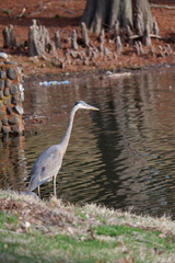 Ardea herodias herodias