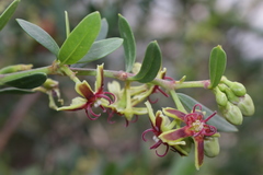 Periploca laevigata angustifolia