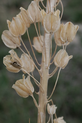 Drimia pancration