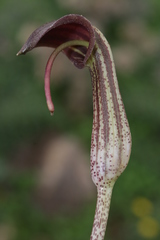 Arisarum vulgare vulgare