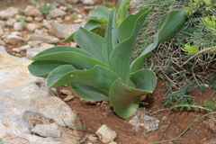 Drimia pancration