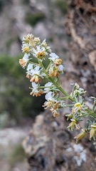 Reseda jacquinii