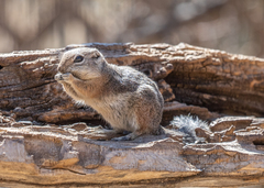 Ammospermophilus harrisii