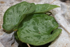 Arisarum vulgare vulgare