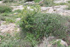 Periploca laevigata angustifolia