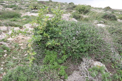Periploca laevigata angustifolia