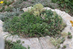 Salsola melitensis