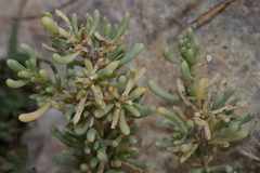 Salsola melitensis
