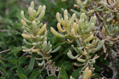 Salsola melitensis
