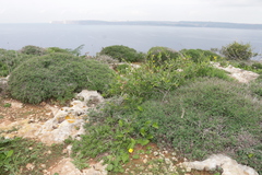 Periploca laevigata angustifolia