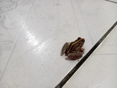 Leptodactylus fuscus