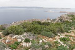 Periploca laevigata angustifolia