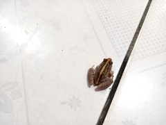 Leptodactylus fuscus