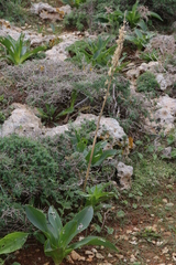 Drimia pancration